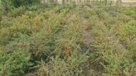 Ağrı Dağı'nda Elma Hasadı Başladı