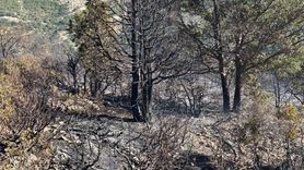 Akşehir'deki Orman Yangını Kontrol Altına Alındı