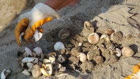 Alanya'da Caretta Caretta Yavrularının Denizle Buluşma Yolculuğu