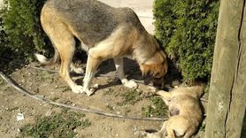 Amasya'da Sahipsiz Köpeğin Sadakati