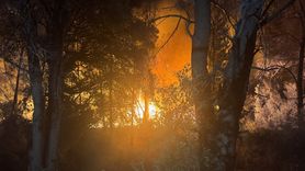 Antalya Aksu'da Orman Yangını