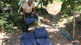 Arapgir'de Mor Reyhan ve Köhnü Üzüm Hasadı