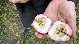 Ardahan'da Kırmızı İçiyle Tescilli Elmanın Hasadı Başladı