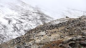 Ardahan'da Küçükbaş Hayvanlar Kar Yağışına Hazırlıksız Yakalandı