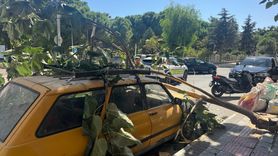 Aydın'da Ağaç Dalı Otomobile Düştü