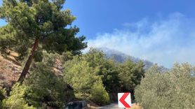 Aydın'daki Zeytinlik Yangınına Hızla Müdahale Ediliyor