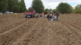 Çankırı'da Patates Hasadı Başladı