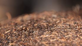 Çığlıkara Ormanları'ndaki Koruma Görevi: Kırmızı Orman Karıncaları