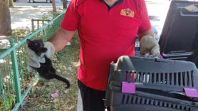 Erzincan'da İtfaiye, Motor Kısmında Sıkışan Kedi Yavrusunu Kurtardı