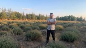 Evciler'de Lavanta Geliri Köyün Giderlerine Destek Oluyor