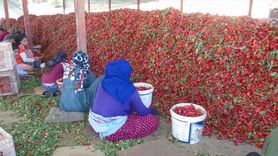 Gaziantep'te Biber Hasadı Mesaisi Başladı