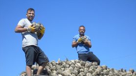 Gaziantep'te Şeker Pancarı Hasadı Başladı