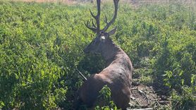 Gaziantep'te Sulama Hortumuna Sarpılan Yaban Geyiği Kurtarıldı