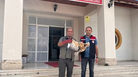 Gümüşhacıköy'de Yaralı Şahin Kurtarıldı