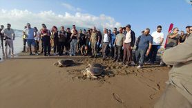 Hatay'da Tedavi Edilen 4 Caretta Caretta Denizle Buluştu