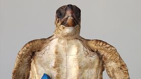 Hatay'da Tükenme Tehlikesindeki Kaplumbağalar Hayatını Kaybetti