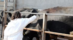 Iğdır'da Şap Hastalığına Karşı Aşılama Mücadelesi