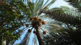 Irak'ta Hurma Hasadı Başladı