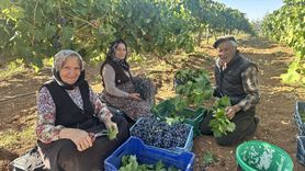 Isparta'da Devlet Destekli Üzüm Hasadı Başladı