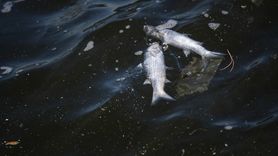 İzmir Körfezi'nde Balık Ölümleri Devam Ediyor