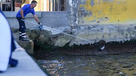 İzmir Körfezi'nde Balık Ölümleri Devam Ediyor