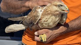 Karabük'te Yaralı Kızıl Şahin Tedavi Ediliyor