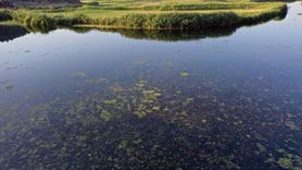 Karasu Sulak Alanı Küresel Isınmanın Tehdidi Altında