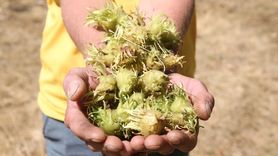 Kastamonu'da 500 Yıllık Türk Fındığı Ağaçları