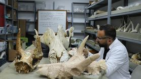 Kayseri'de 7,7 Milyon Yıllık Fil Fosilleri Keşfedildi