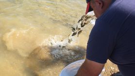 Keban Baraj Gölü'nde 10 Bin Sazan Yavrusu Serildi