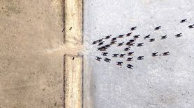 Malatya'da Safkan Arap Taylarının Satışından 210 Milyon Lira Gelir Elde Edildi