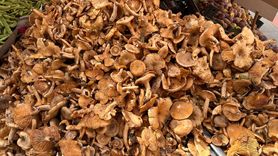 Mantar Zehirlenmeleri Konusunda Kritik Uyarılar