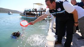 Muğla'da 160 Bin Balık Yavrusu Denize Bırakıldı