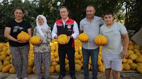 Muğla'nın Karabağlar Yaylası'nda Kavun Hasadı