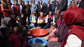 Nevşehir'de Çerezlik Kabak Çekirdeği Hasadı Başladı