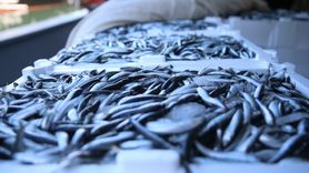 Ordu'da Balıkçıların Hamsi Bereketi