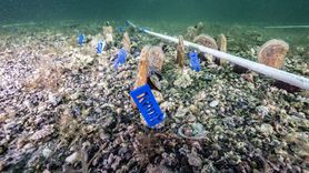 PİNA-İZ Projesi: Marmara Denizi'nde Umut Pina Doğdu