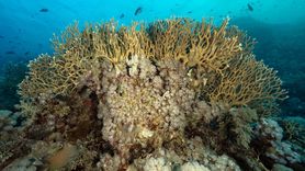 Ras Muhammed Milli Parkı: Dalış Tutkunlarının Cenneti