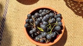 Sakarya'da Aronya Hasadı Başladı