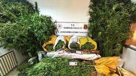 Samsun'da Kenevir Eken Baba-Oğul Tutuklandı