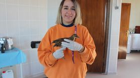 Samsun'da Tedavi Edilen Bıldırcın Kılavuzu Kuşu Göç İçin Hazırlanıyor