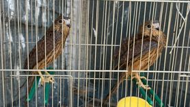 Şırnak'ta Yaralı Kuşlar ve Sincap Tedavi Ediliyor