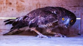 Tedavi Edilen Yılan Kartalı Doğaya Salınıyor