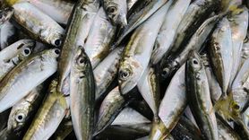 Tekirdağ'da İstavrit Sezonu Başladı