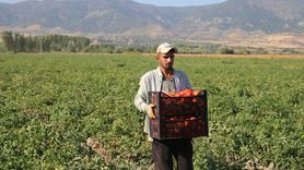 Tokat'ta Domates Hasadı Devam Ediyor