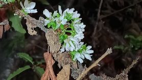 Tokat'ta Kiraz Ağaçları Eylülde Çiçek Açtı