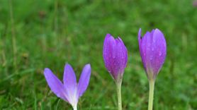 Trabzon'un Yüksek Kesimlerinde Sis Manzarası