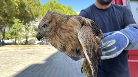 Yaralı Kızıl Şahin Sinop'ta Tedavi Altına Alındı