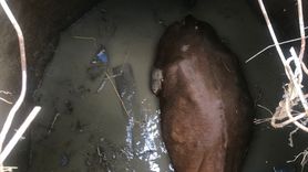 Yozgat'ta Su Kuyusuna Düşen İnek Kurtarıldı