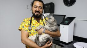 Zehirlenen Sahipsiz Kedi Sağlığına Kavuştu